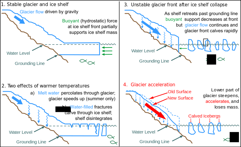 Glacier-ice shelf interactions: In a stable glacier-ice shelf system, the glacier's downhill movement is offset by the buoyant force of the water on the front of the shelf. Warmer temperatures destabilize this system by lubricating the glacier's base and creating melt ponds that eventually carve through the shelf. Once the ice shelf retreats to the grounding line, the buoyant force that used to offset glacier flow becomes negligible, and the glacier picks up speed on its way to the sea. Original Image by Ted Scambos and Michon Scott, National Snow and Ice Data Center. 