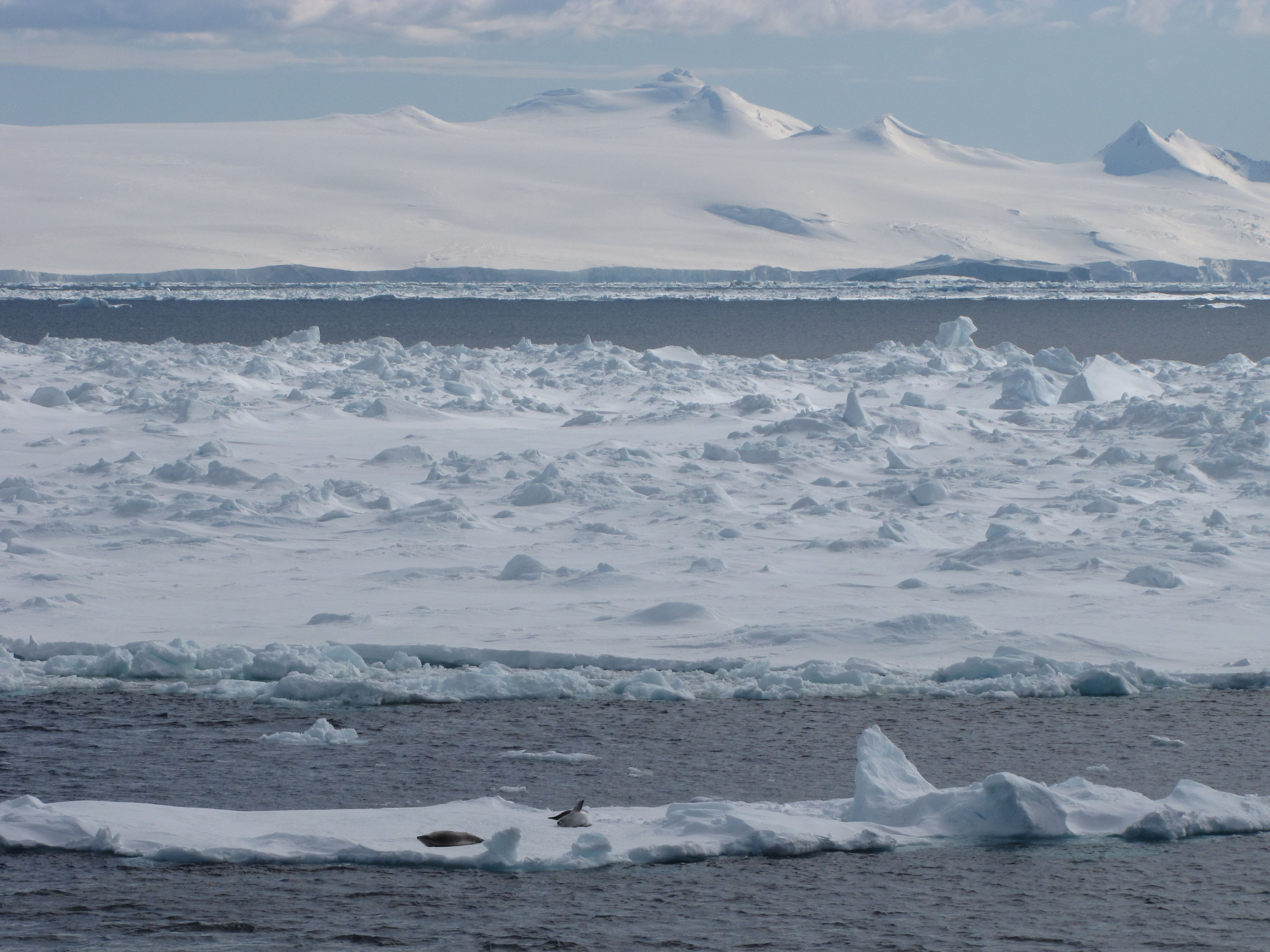 Ледовитый океан температура воздуха. Северный Ледовитый океан паковый лед. Паковый лед Северного полюса. Паковый лед. Северный Ледовитый океан фото.