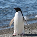 adelie-penguin