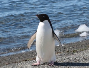 adelie-penguin