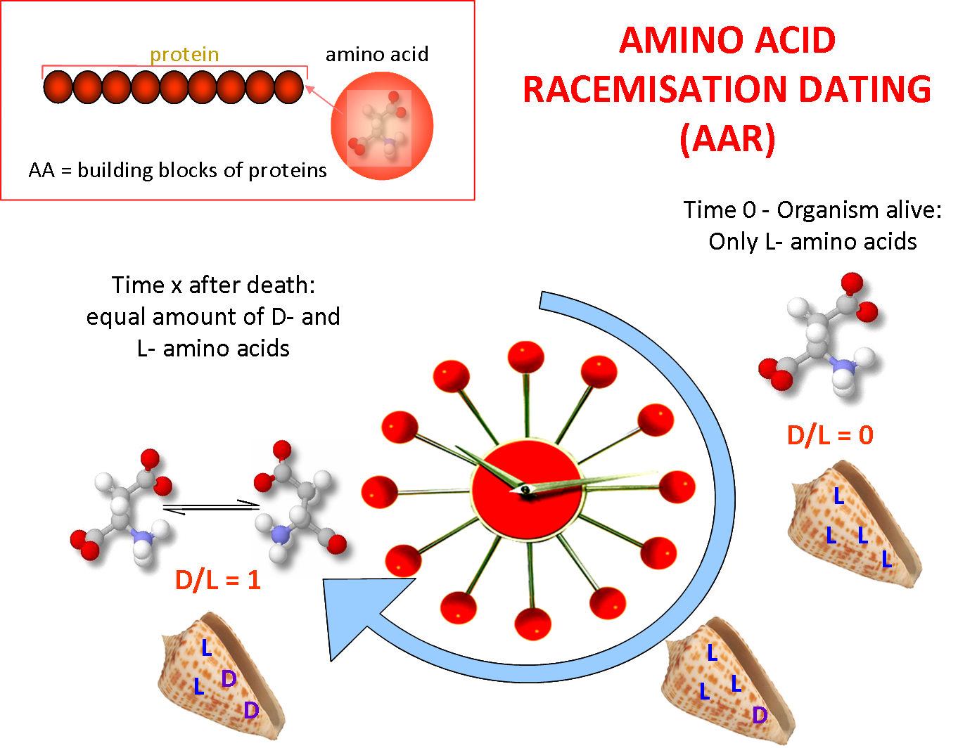 Amino Acid Racemisation Amino Acid Racemisation
