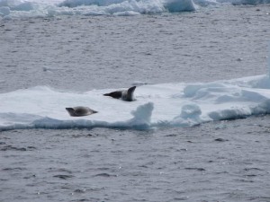 antarctic-sound-seals