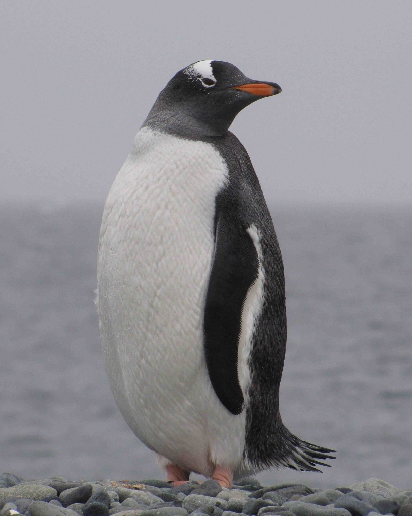 gentoo-3