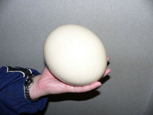 Beatrice uses ancient fragments of ostrich eggs to understand and date past environments. Taken at Disney's Animal Kingdom by Raul654 on January 16, 2005. 