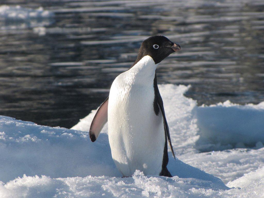 Wildlife of Antarctica 