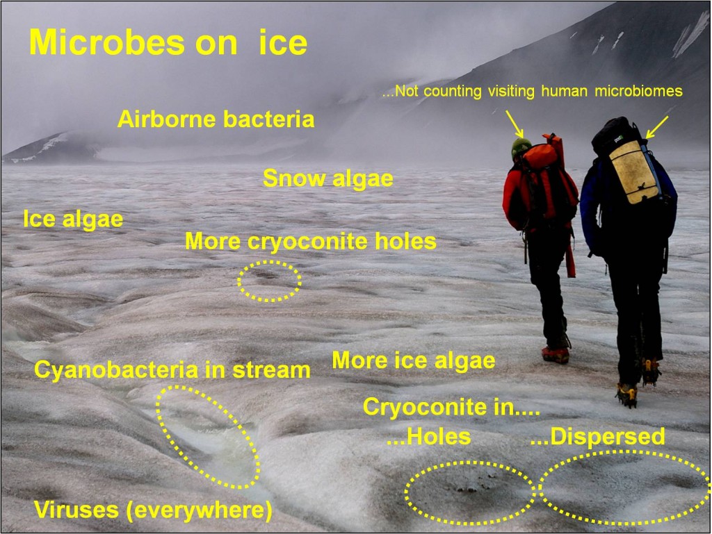 Biodiverse microbes live in different habitats on the ice surface. Photo courtesy of Dr Nozomu Takeuchi