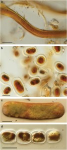 Images of GrIS autotrophs – note dark brown pigmentation (from Yallop et al, 2012)