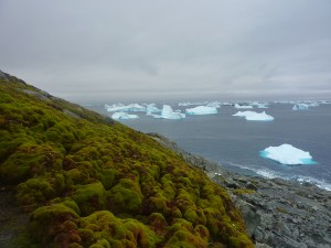 The thick banks of moss on the Antarctic Peninsula are an important palaeo-environmental archive, preserving records of past climate