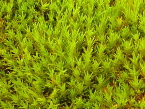 Detail of the moss growing on the Antarctic Peninsula