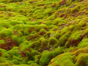 Polytrichum mosses growing on Green Island, Antarctic Peninsula