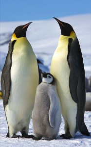 Emperor penguins. By Ian Duffy from UK - Animal PortraitsUploaded by Snowmanradio, CC BY 2.0, https://commons.wikimedia.org/w/index.php?curid=9962254
