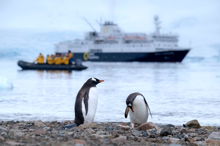 Quark Expedition vessel in the background of two penguins. Quark are an Antarctica's tourism provider