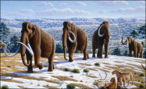 . Artist’s illustration of woolly mammoths (Mammuthus primigenius) and other cold-adapted megafauna inhabiting a cold, open steppe-tundra environment typical of regions bordering the Laurentide Ice Sheet during the Last Glacial Maximum.